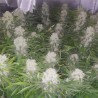 AK-47 Strain - MDLG Seeds