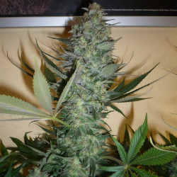 AK-47 de MDLG Seeds en floraison