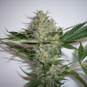 White Widow Strain - MDLG Seeds