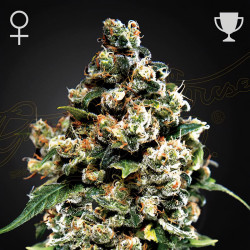 Jack Herer de Green House Seeds