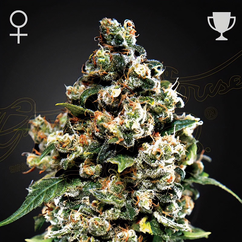 Jack Herer - Green House Seeds Jack Herer - Green House Seeds