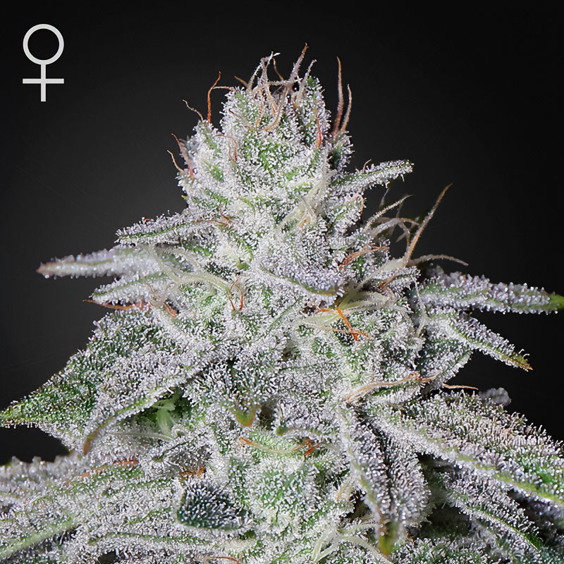 Franco's Lemon Cheese - Green House Seed Franco's Lemon Cheese - Green House Seed