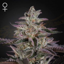 Banana Krumble de Green House Seeds