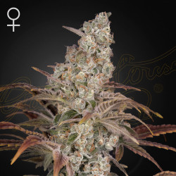 Jack's Dream de Green House Seeds