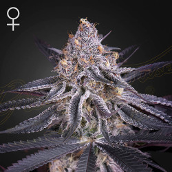King's Juice de Green House Seeds