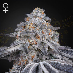 Velvet Moon de Green House Seeds