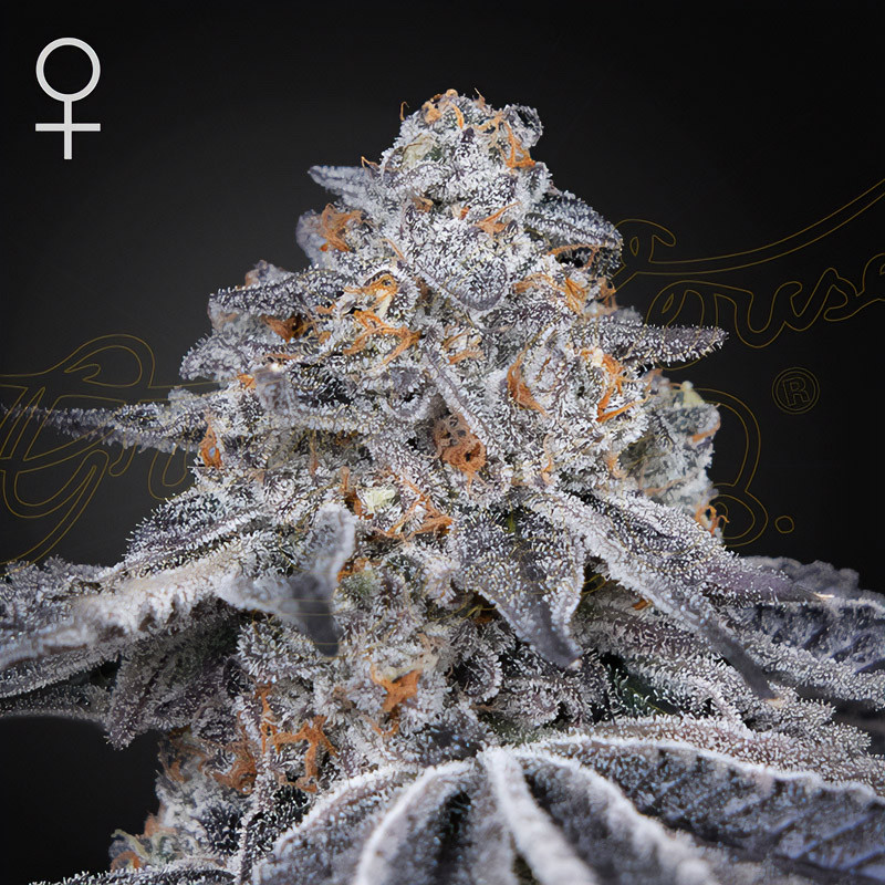 Velvet Moon - Green House Seeds Velvet Moon - Green House Seeds
