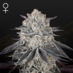 FULLGAS! de Green House Seeds