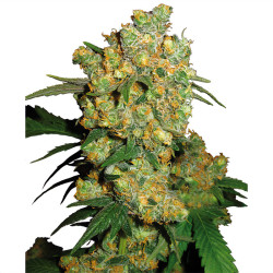 Big Bud de Sensi Seeds en intérieur