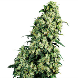 Plant de Skunk #1 de Sensi Seeds