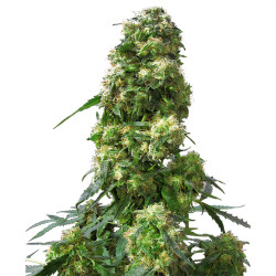 Early Skunk de Sensi Seeds en intérieur