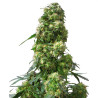 Early Skunk Strain - Sensi Seeds
