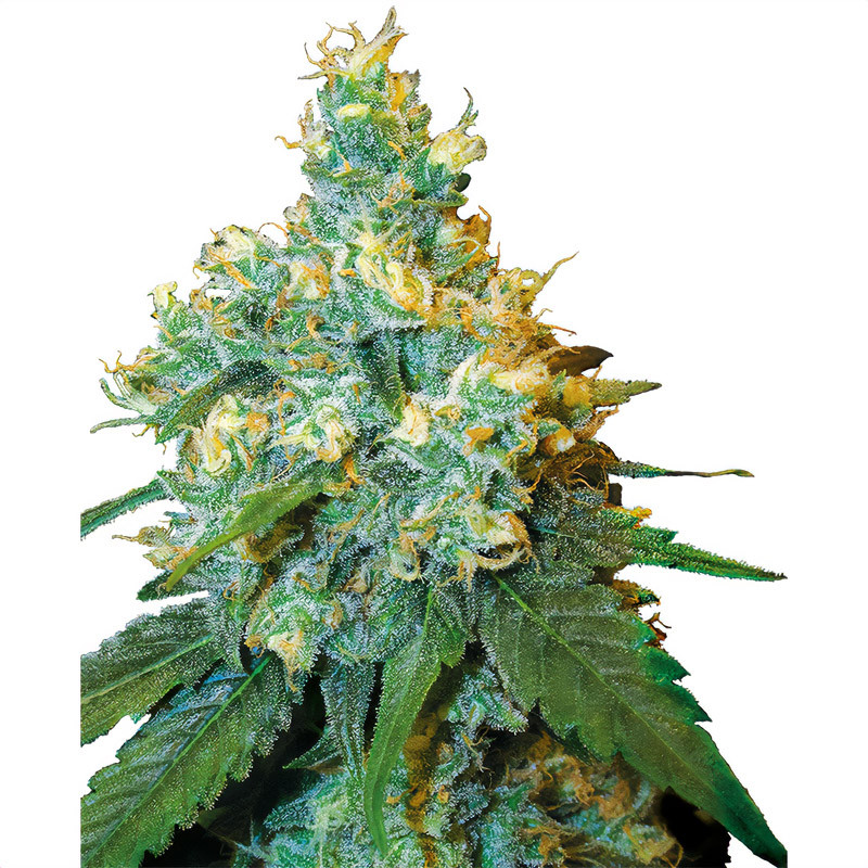 Jack Herer - Sensi Seeds Jack Herer - Sensi Seeds