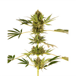 Plant de Himalayan CBD de Sensi Seeds