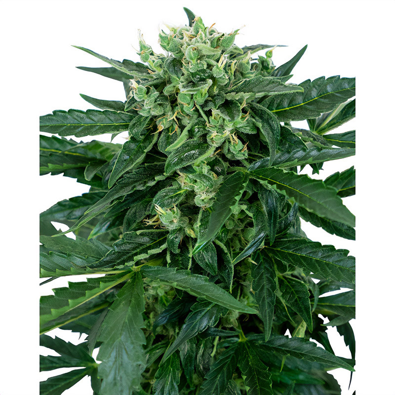 Sensi Amnesia Auto Strain - Sensi Seeds Sensi Amnesia Auto Strain - Sensi Seeds
