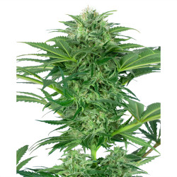 Skunk Dream CBD de Sensi Seeds
