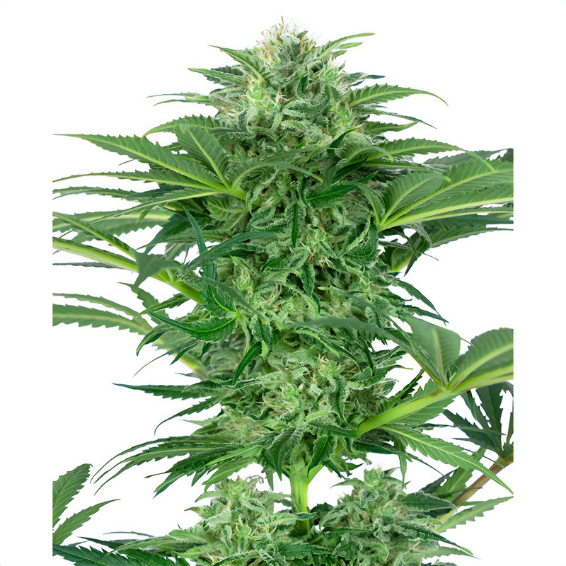 Skunk Dream CBD Strain - Sensi Seeds Skunk Dream CBD Strain - Sensi Seeds