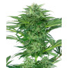 Skunk Dream CBD Strain - Sensi Seeds