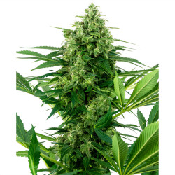 Banana Frosting de Sensi Seeds en floraison