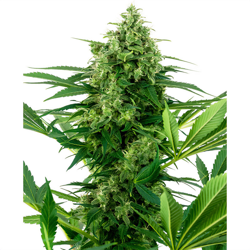 Banana Frosting Strain - Sensi Seeds Banana Frosting Strain - Sensi Seeds