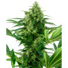 Banana Frosting Strain - Sensi Seeds