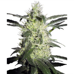 Plant de Silver Haze de Sensi Seeds