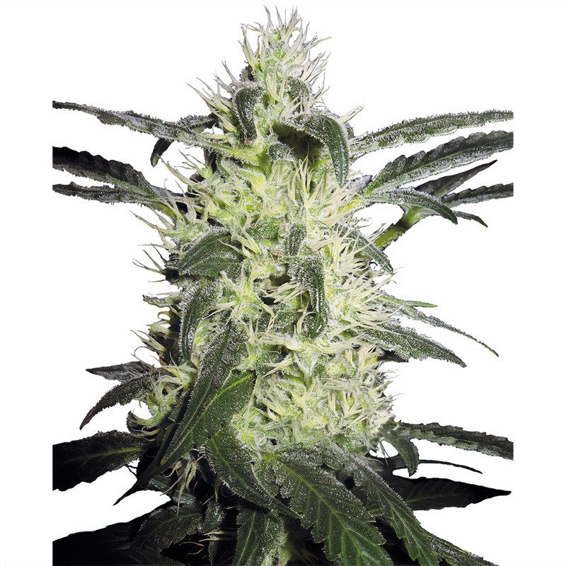 Silver Haze Strain - Sensi Seeds Silver Haze Strain - Sensi Seeds
