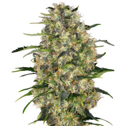 Black Domina de Sensi Seeds