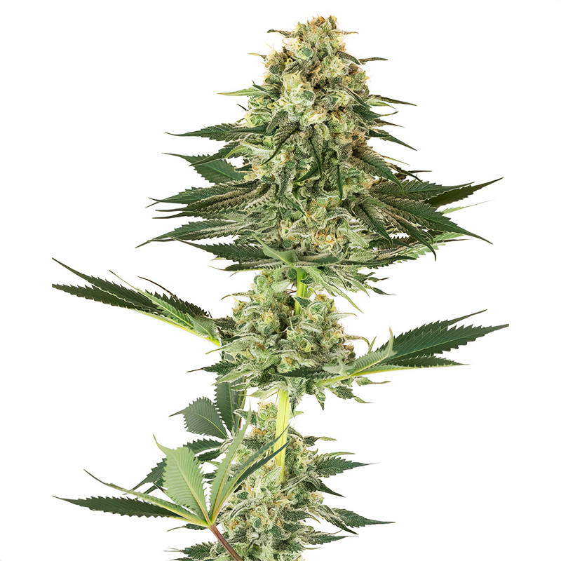 Banana Kush Strain - Sensi Seeds White Label Banana Kush Strain - Sensi Seeds White Label