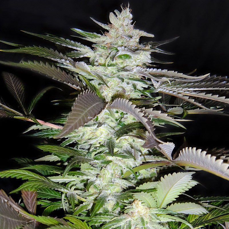 Black Jack - Sweet Seeds Black Jack - Sweet Seeds