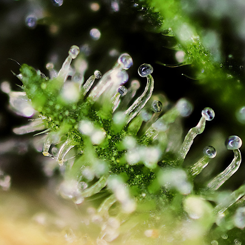 Black Jack - Sweet Seeds Black Jack - Sweet Seeds