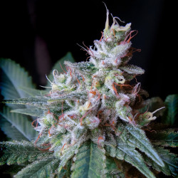 Cream Caramel de Sweet Seeds