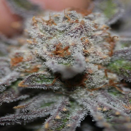 Conspiracy Kush Strain - MDLG Seeds
