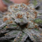 Conspiracy Kush Strain - MDLG Seeds