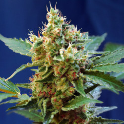 Cream Mandarine XL Auto de Sweet Seeds en intérieur