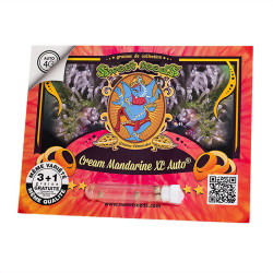Graines de Cream Mandarine XL Auto de Sweet Seeds