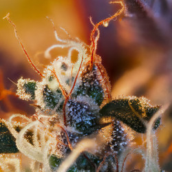 Cream Mandarine XL Auto de Sweet Seeds en extérieur