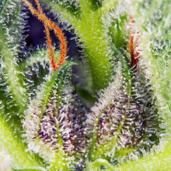 Cream Mandarine XL Auto de Sweet Seeds en floraison