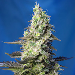 Green Poison XL Auto de Sweet Seeds en intérieur