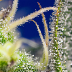 Les trichromes de la Green Poison XL Auto de Sweet Seeds