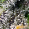 Green Poison XL Auto Strain - Sweet Seeds