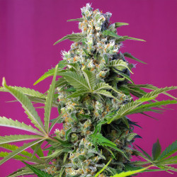 Gorilla Girl de Sweet Seeds