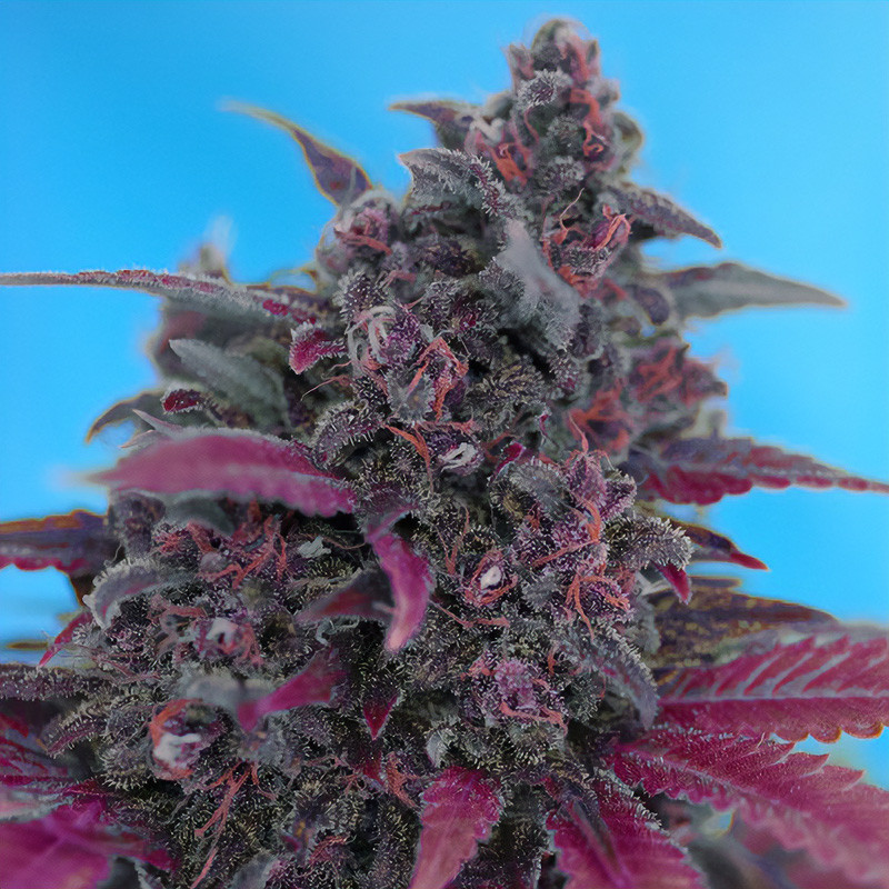Dark Devil Auto - Sweet Seeds Dark Devil Auto - Sweet Seeds