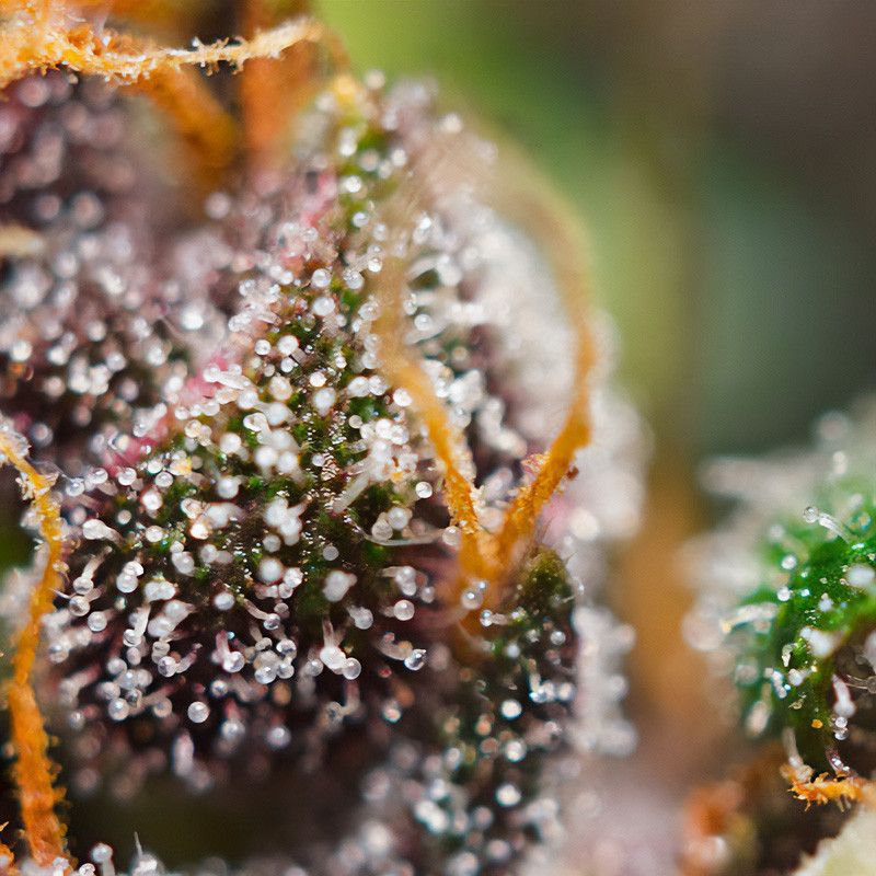 Dark Devil Auto - Sweet Seeds Dark Devil Auto - Sweet Seeds