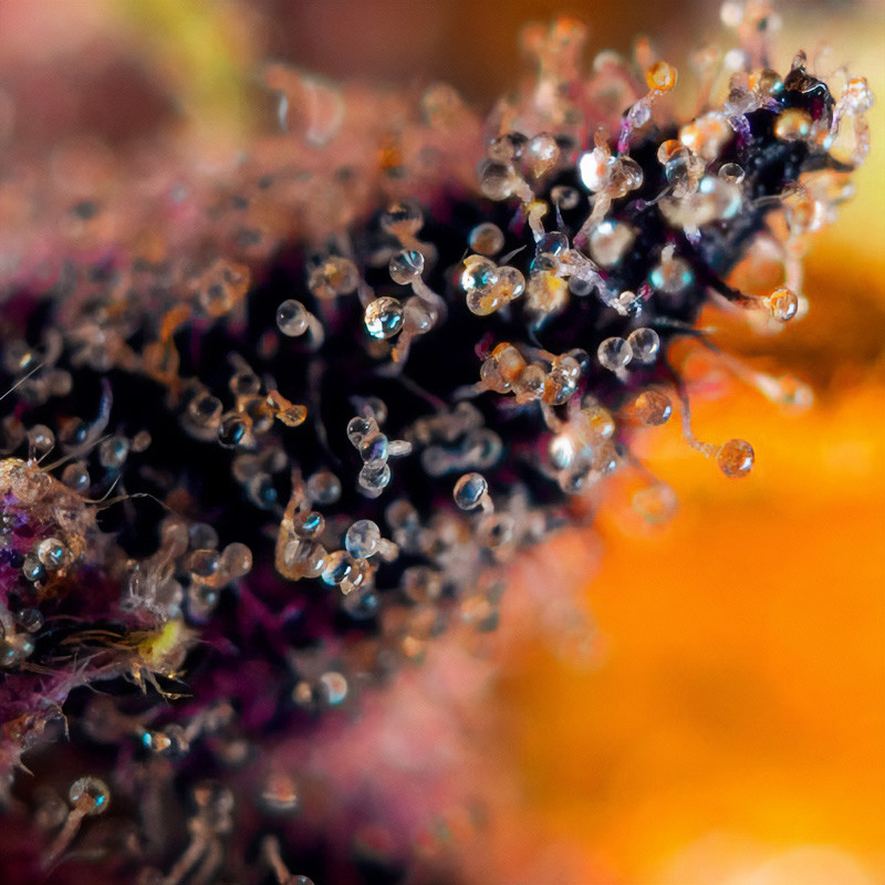 Dark Devil Auto - Sweet Seeds Dark Devil Auto - Sweet Seeds