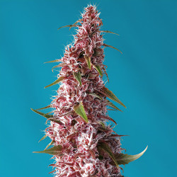 Red Pure CBD Auto de Sweet Seeds en floraison
