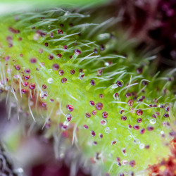 Les trichromes de la Red Pure CBD Auto de Sweet Seeds