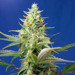 Sweet Pure CBD Auto de Sweet Seeds