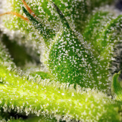 Sweet Pure CBD Auto de Sweet Seeds