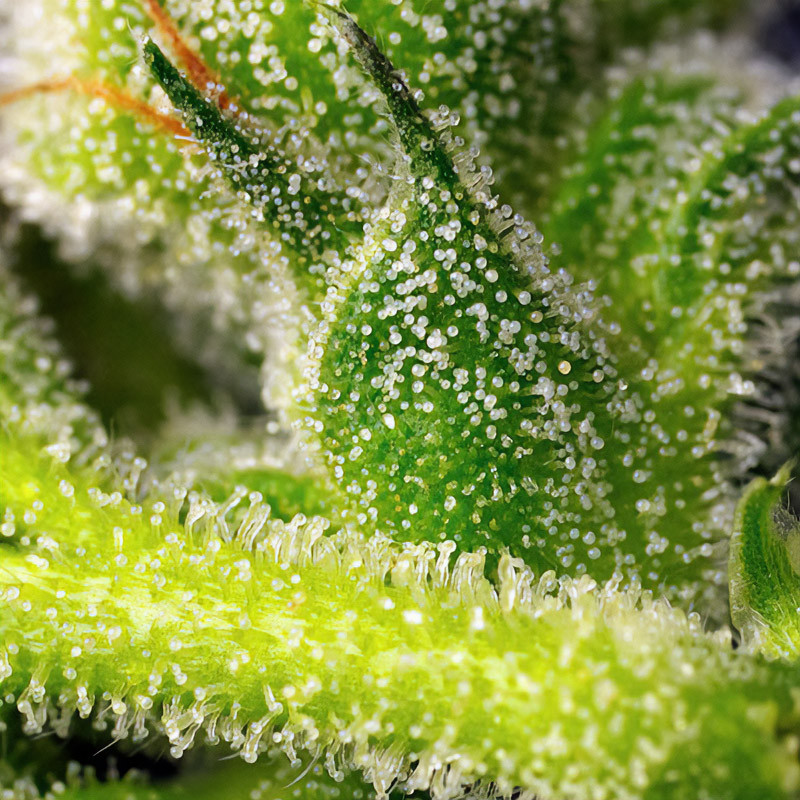 Sweet Pure CBD Auto Strain - Sweet Seeds Sweet Pure CBD Auto Strain - Sweet Seeds